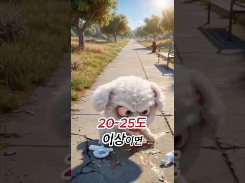 무더운 여름 강아지 올바른 산책방법, 절대 하면 안되는 것!!🐾