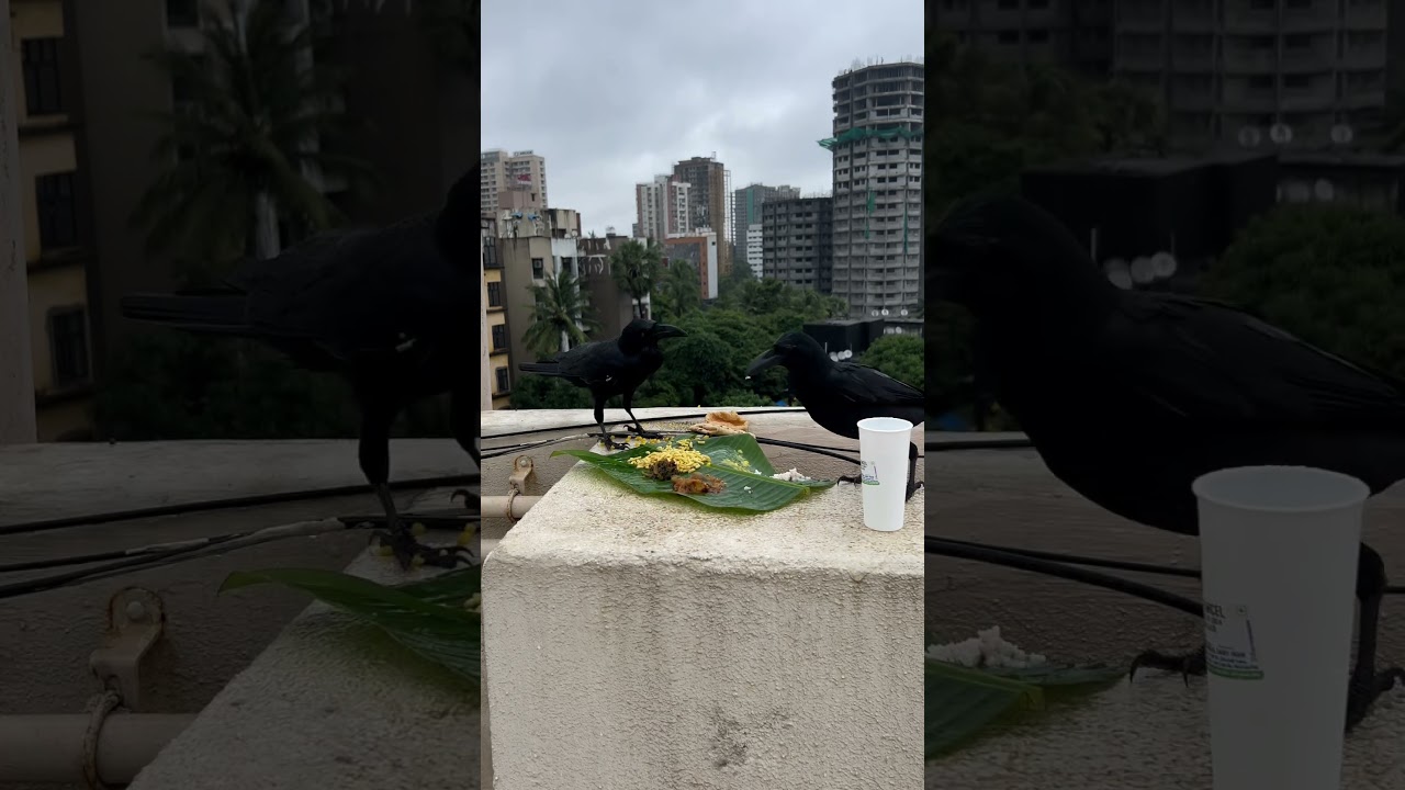 crow family eating food  timelapse 