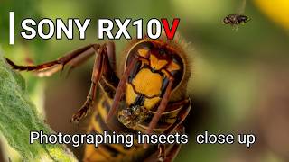 Sony Rx10V  Photographing insects close up