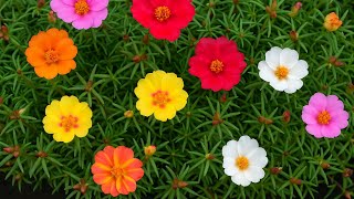 MOST Relaxing 3 Hour Rose Moss Time Lapse with Guitar Music screenshot 4