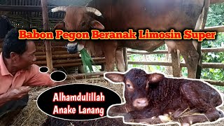 Babon Pegon Beranak Limosin Super || Alhamdulillah Keluar Jantan