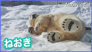透明な毛が輝くかわいい寝起きシーン　寝起き直後に・・ホッキョクグマ リラ Polar Bear waking up