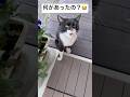 これが野良猫界の厳しさなのか…😭#short #猫 #保護猫 #野良猫
