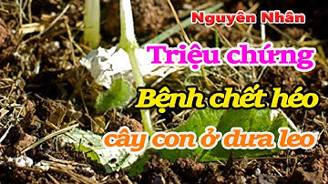 Nguyên Nhân và Triệu chứng Bệnh chết héo cây con ở dưa leo