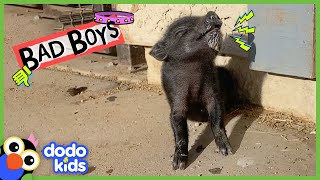Loki The Piglet Keeps Nibbling Our Feet! But We Love Him | Bad Boys And Girls | Dodo Kids