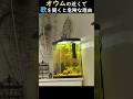 オウムの近くで歌を聞くと危険な理由