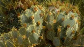 Pancake Prickly Pear Cactus
