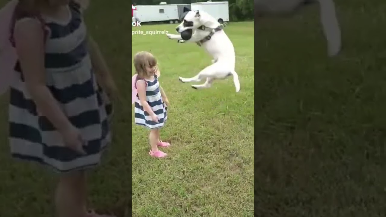 little fairies and flying doggies 