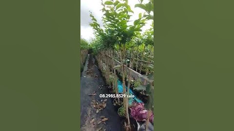 Cung cấp bằng lăng thái số lượng lớn, công trình các loại