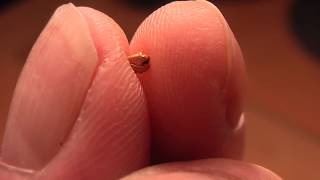 The Hornsby Nugget. A 27Mg Suisgill Burn Gold Nugget