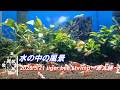 2026/5/21 水の中の風景 #タイガービーシュリンプ #赤太極 #アクアリウム #aquarium #癒し #healing