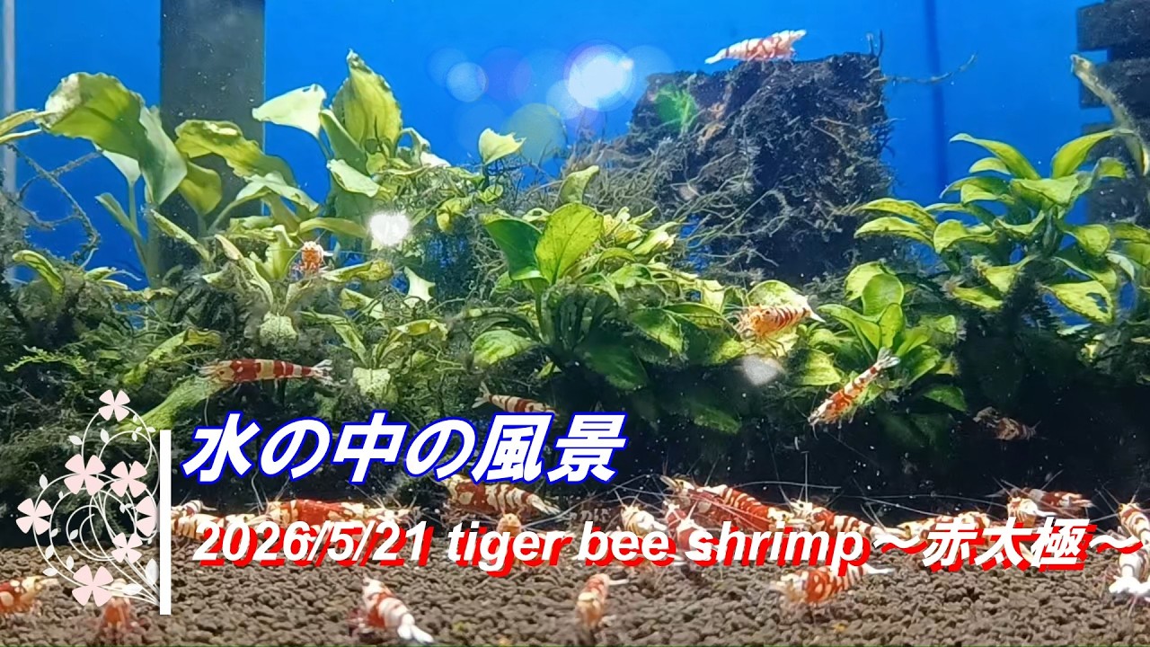 2026/5/21 水の中の風景 #タイガービーシュリンプ #赤太極 #アクアリウム #aquarium #癒し #healing