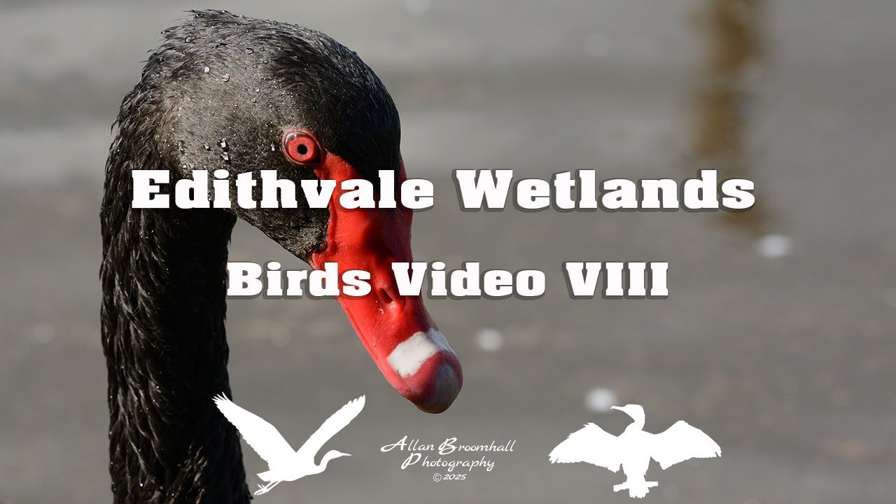 Edithvale Wetlands - Birds Video VIII 