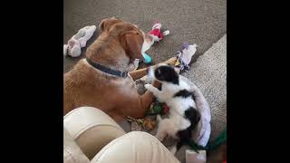 Lola & Pollyanna 52522