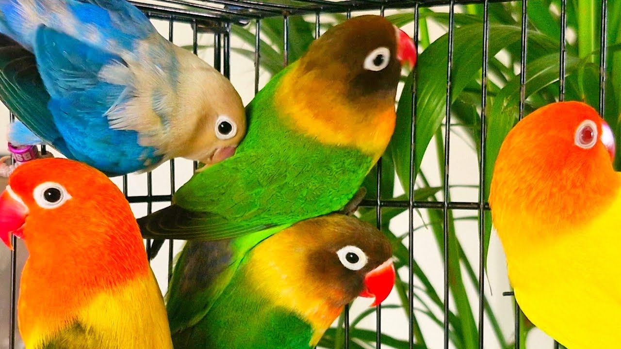 Love Birds LIVE 🦜 Feeding & Breeding | Bird Vlog