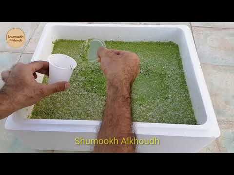 نبات الازولا او عدس الماء العلف المجاني للطيور فوائده واكثاره فالمنزل Azola Duckweed Growing