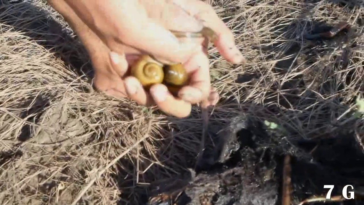 primitive cooking utensils Amazing catch little snake not scard big snake - snake in water