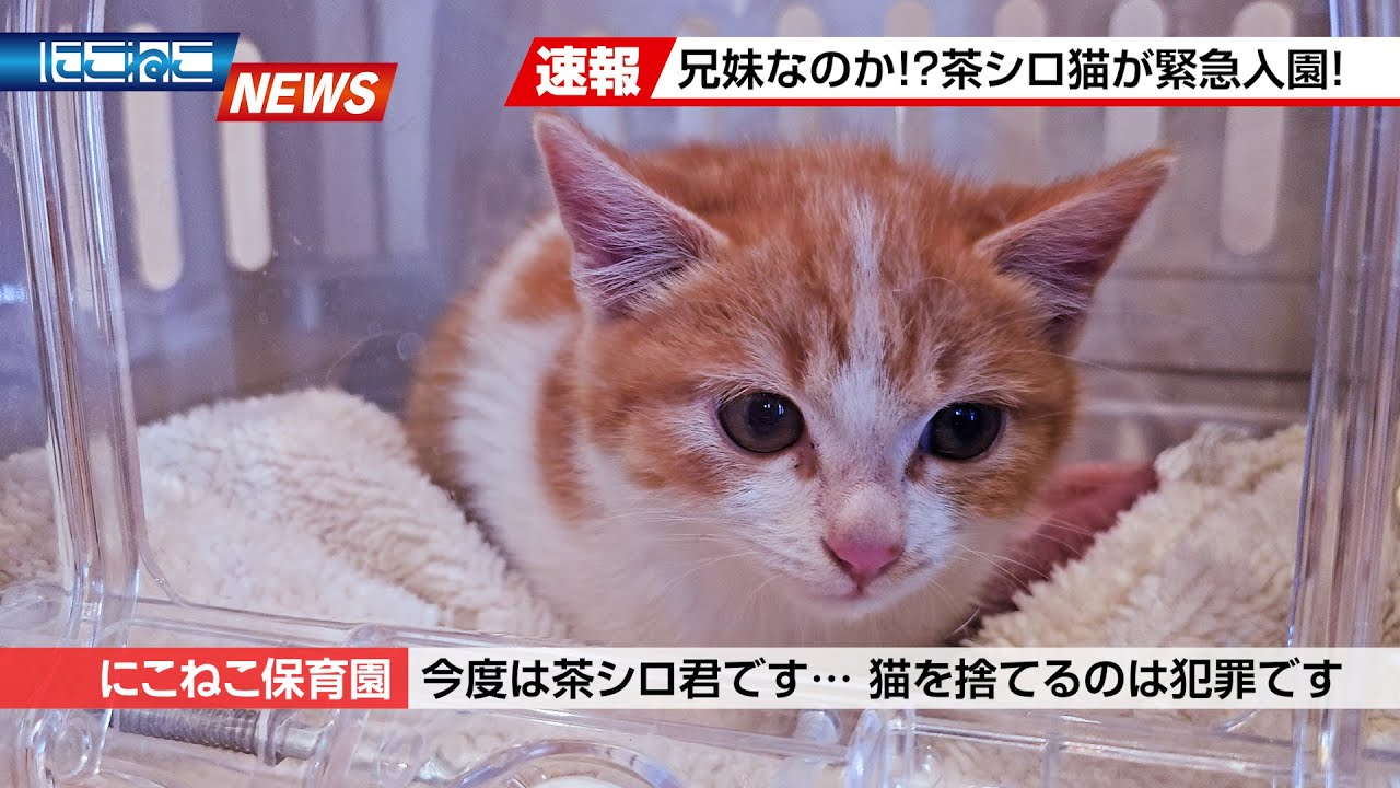 Nikoneko News] Two days in a row! A brown and white kitten has