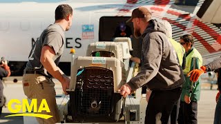 Rescue flight helps move over 50 animals from LA shelters to Seattle during wildfires