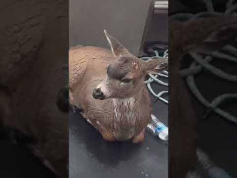 Swimming deer rescued 4 miles from shore in Alaska