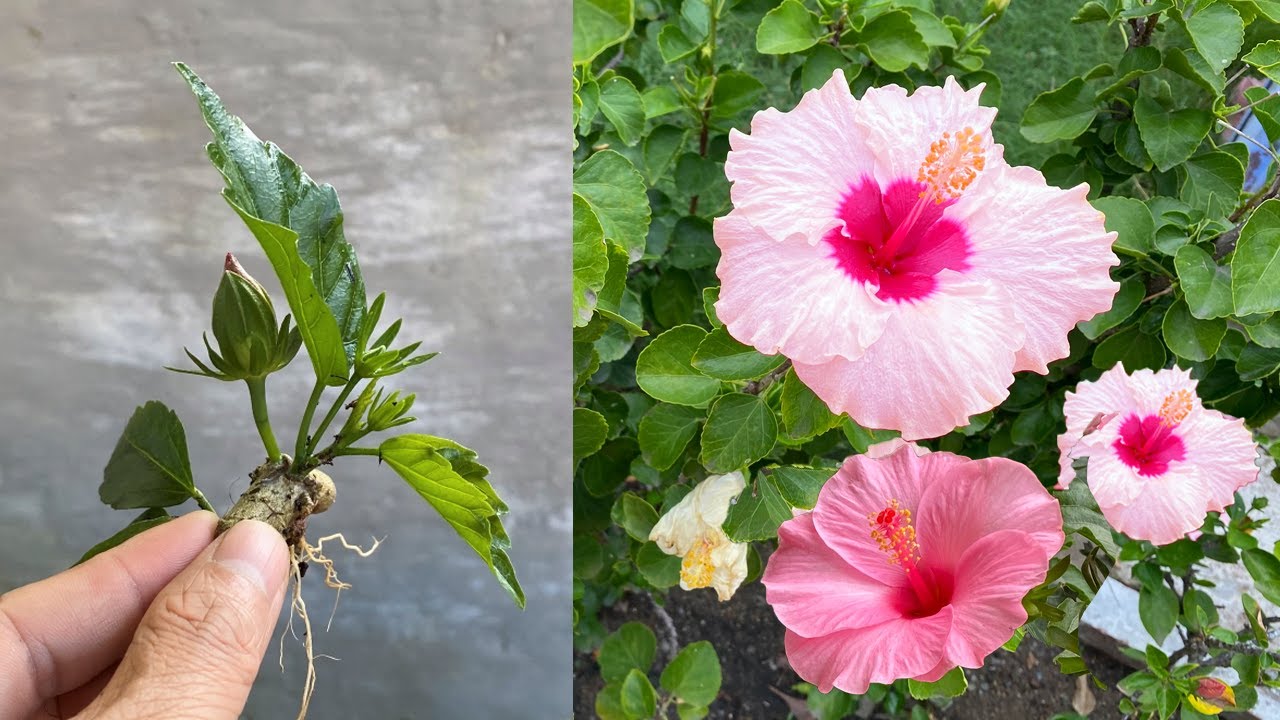 Кожура этого фрукта стимулирует сверхбыстрое укоренение при размножении цветов.