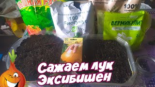 Посев лука Эксибишен.