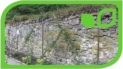 Cordon Training of Fruit Trees - The Diagonal Apricot Trees