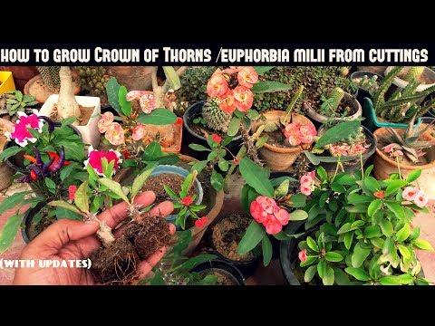 Video: Razmnožavanje Crown Of Thorns: Uzgajanje Crown of Thorns Biljni reznice ili sjemenke