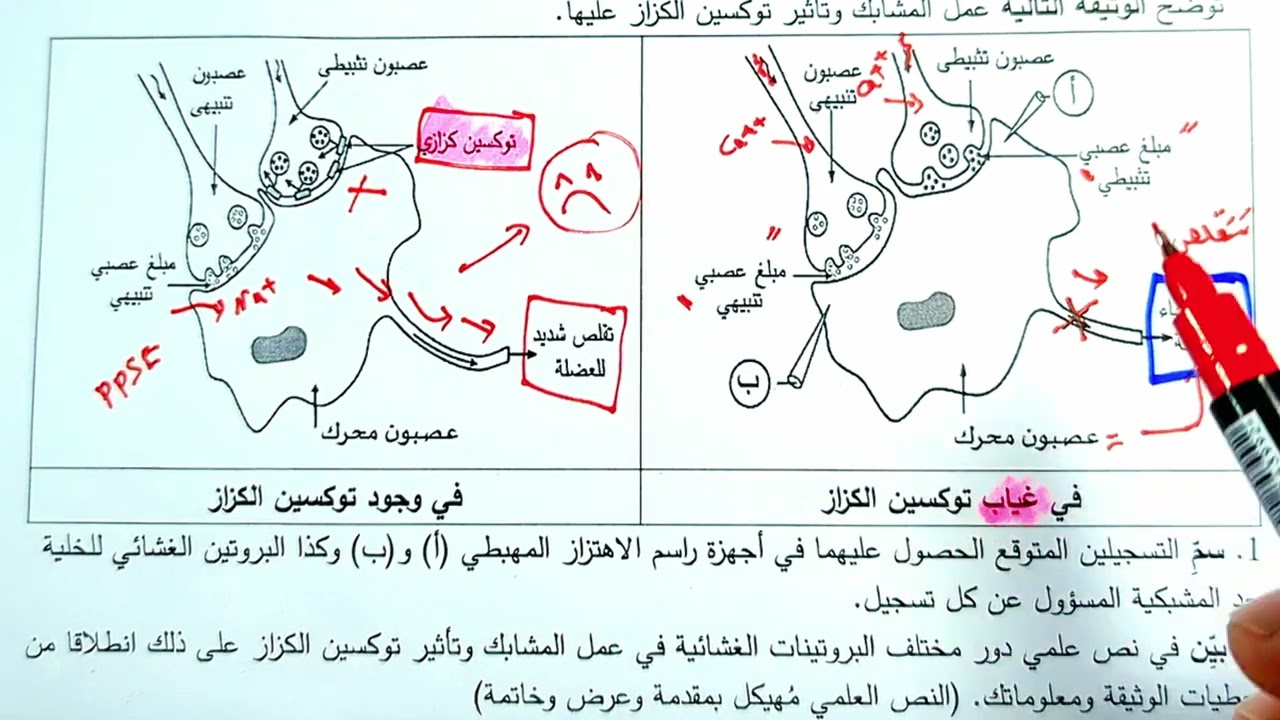 حل تمرين الإتصال العصبي 🦑 بكالوريا 2023 .