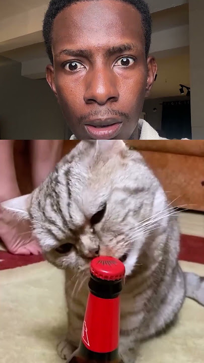Cats have super powers