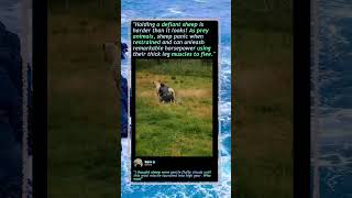 Ewe Won't BELIEVE What's Under All That Wool