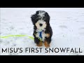3 Month Old Bernedoodle Puppy Playing In The Snow For The First Time