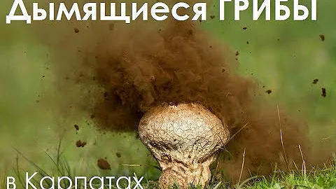 Необычные ДЫМЯЩИЕСЯ грибы-дождевики 