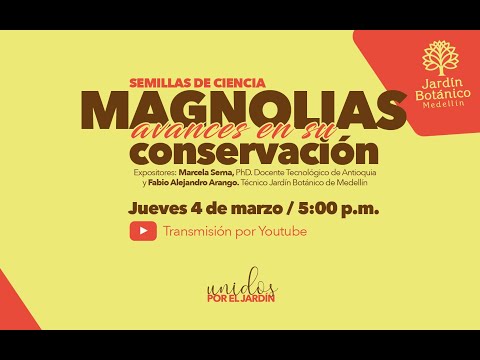 Video: Información de Sweetbay Magnolia - Cómo cultivar y cuidar un árbol de Sweetbay Magnolia