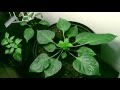 Trinidad moruga scorpion seven days timelapse