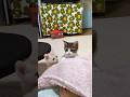 一緒に落っこちちゃった子猫さん達😺😺 #cat #好きな子猫 #子ネコ #kitten #猫のいる暮らし #cute #子猫 #保護猫 #猫好きさんと繋がりたい #gatto #猫のいる生活 #ネコ