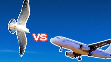 What Really Happens When Birds Collide with Airplanes?