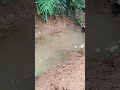 bantu suport 🥺#shortvideo #foryou #kolam #mancing