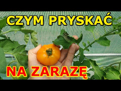 Wideo: Co mogę spryskać pomidorami na zarazę?