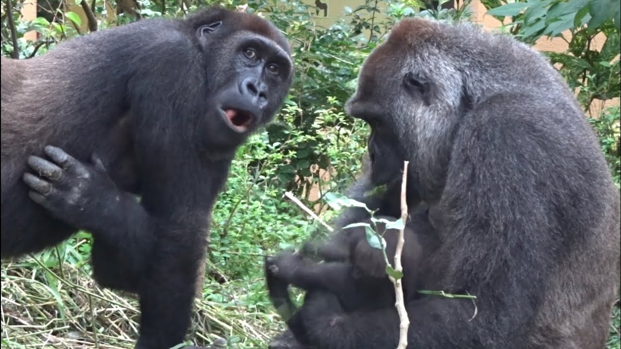 19 7 27 雨宿りの午後 モモタロウ家の週末 41 ゴリラ 京都市動物園 Gorilla Weekend Momotaro Family 41 Youtube