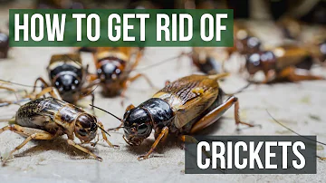 Do house crickets jump?
