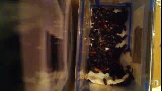 IMG 8772 96