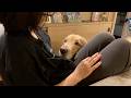 大型犬が甘え方を覚えると、こうなってしまいます・・・