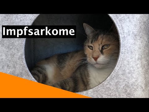 Video: Impfassoziiertes Sarkom Und Ihre Katze