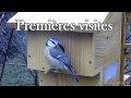 Premières visites d'une mésange bleue