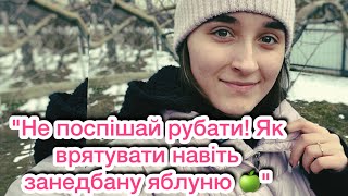 картинка: Стара яблуня ожила! Обрізка, яка рятує дерева🌳