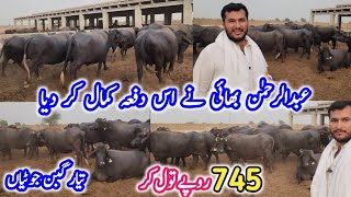 Pakistan's No.1 BANNI Buffalo Breed Farm | Tayyar Gabban Jotian Farming | Sultan Cattle Farm Lodhran