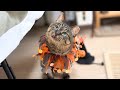 お迎えした保護猫が初めてのハロウィンを過ごしたら…