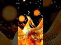 Golden Eagle Fly Animation Your See Life Long Wealth Youtube Intro 