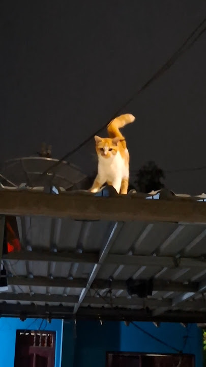 Caca rene mudun(sini turun) #cat #caca #catlover #funny #pets #cute #kitten #shortvideo #shorts